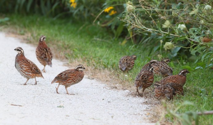 Лесная куропатка подстреленная