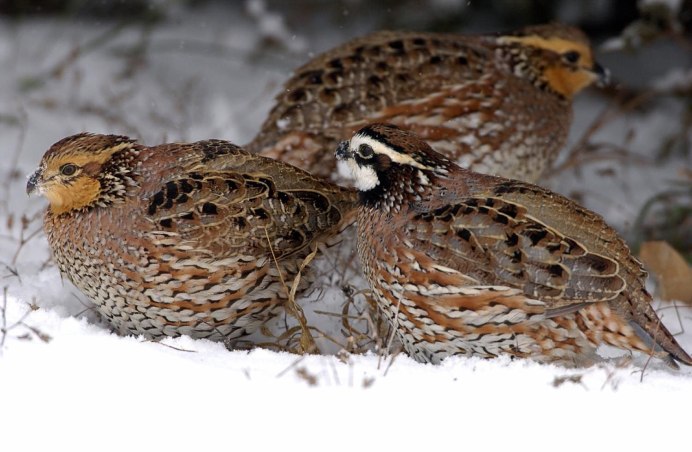 Бородатая куропатка
