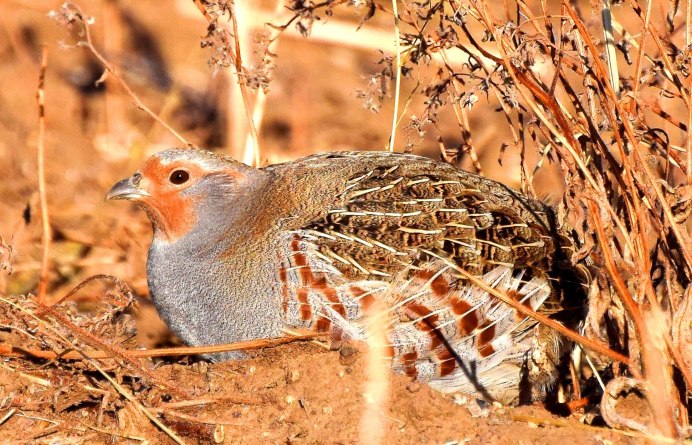 Торлаа куропатка