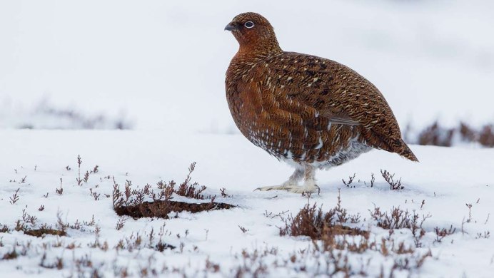 Торлаа куропатка