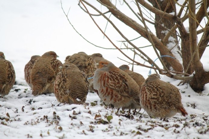 Васюганский заповедник куропатка