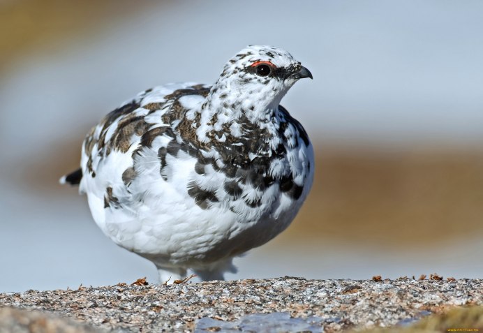 Тетерев белая куропатка