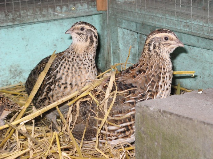 Серая куропатка (Perdix Perdix)