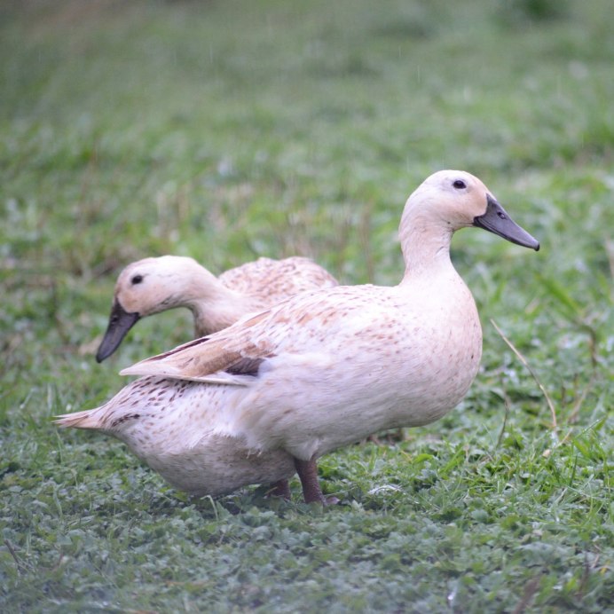 Цвет селезня