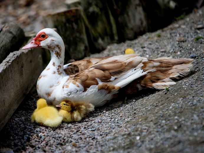 Индоутка Мулард