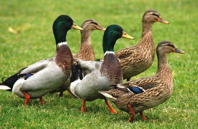 Красный Гусь