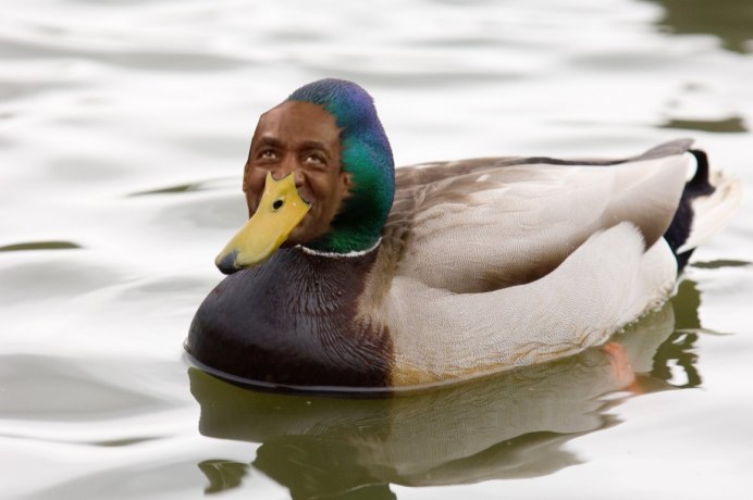 Индоутка мускусная