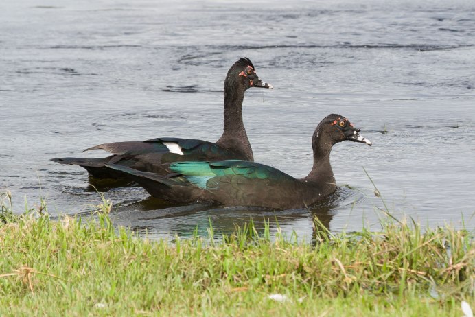 Индоутка мускусная