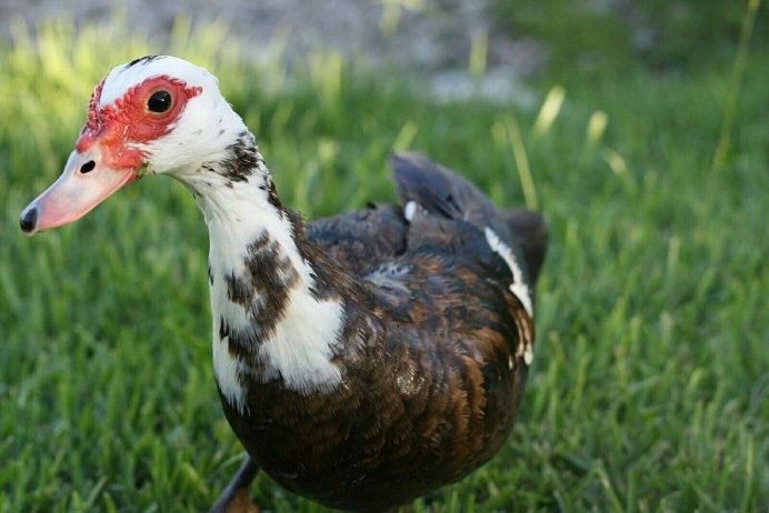 Голова утки