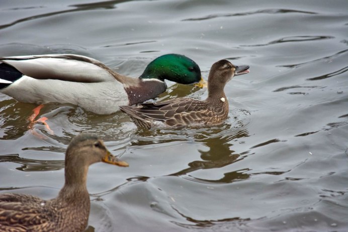 Утка инда с утятами