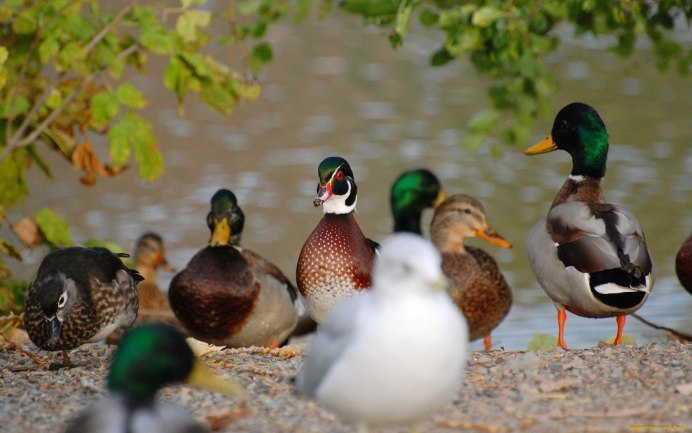 Красноносый крохаль