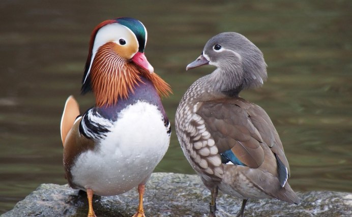 Индоутки мускусные утки