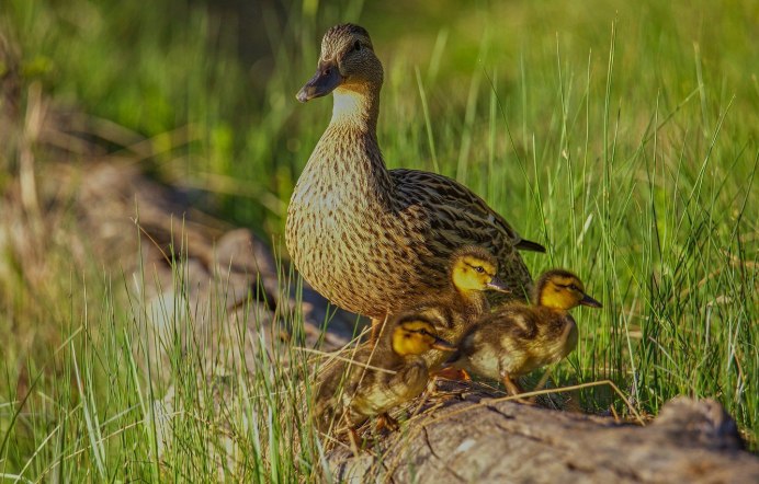 Утка с утятами
