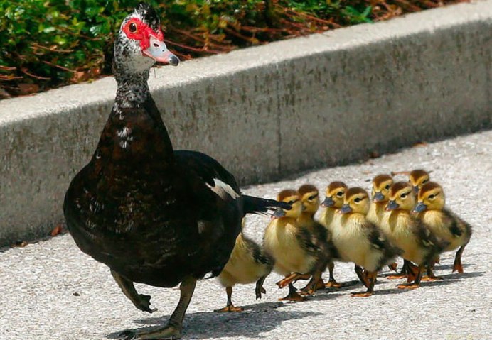 Утки породы индоутки