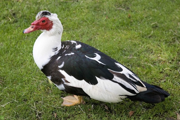 Индоутка мускусная