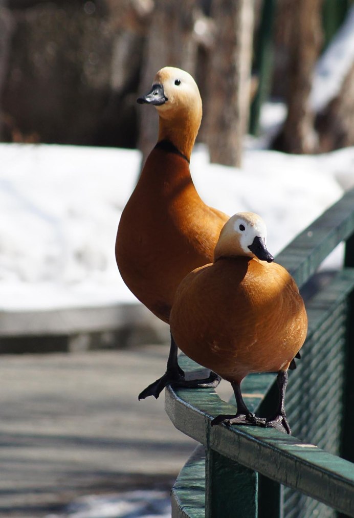 Сутками с утками