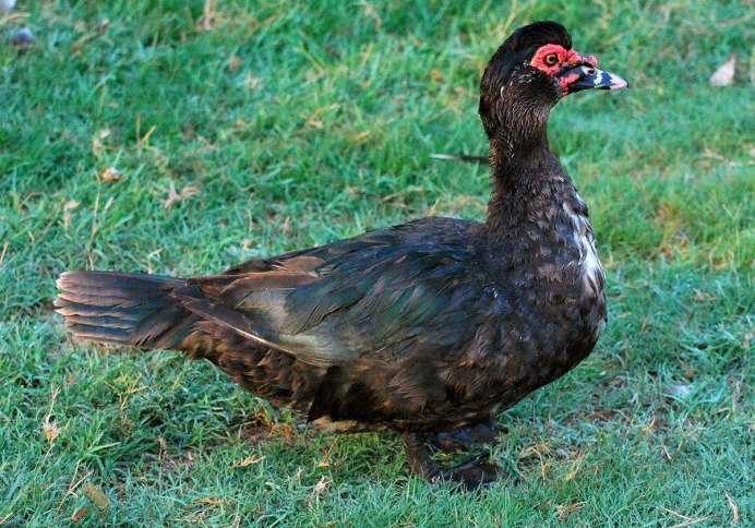 Утки породы кряква