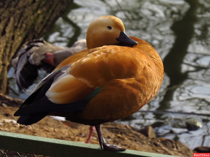 Утка кряква среда обитания