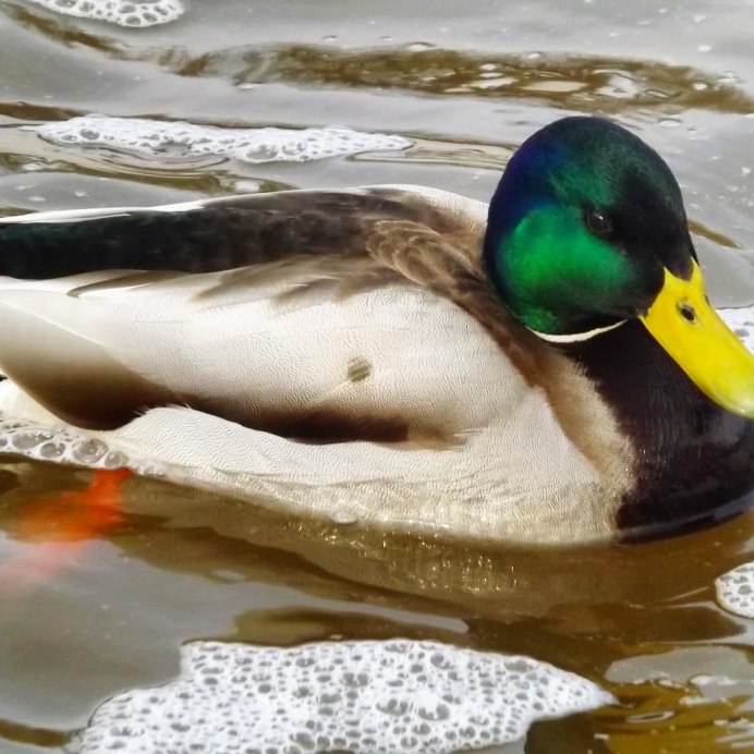 Индоутка мускусная