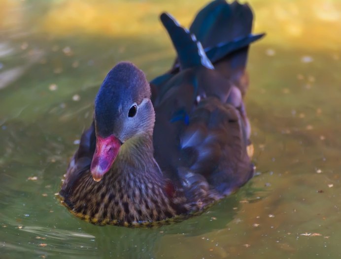 Утята Благоварские