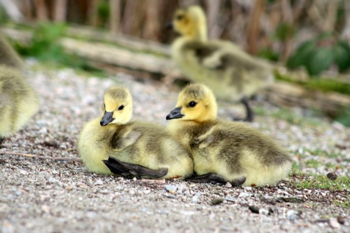 Утки на рабочий стол