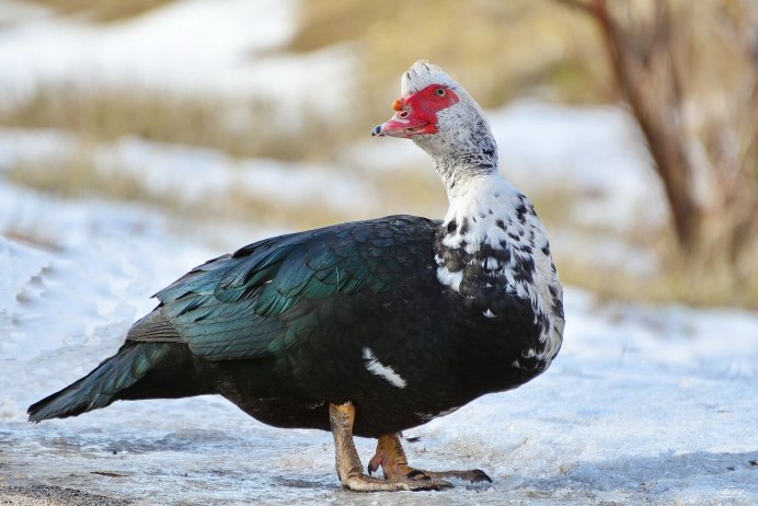 Индоутки красный бык