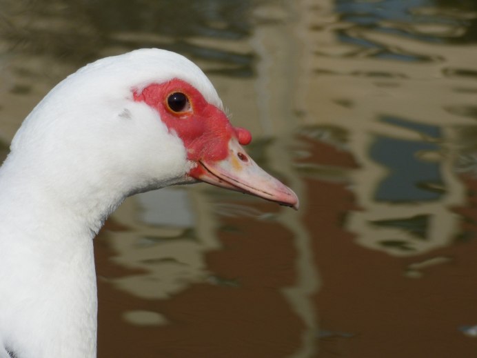 Утки Дикие породы фото