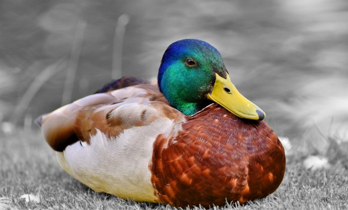 Дикая мускусная утка