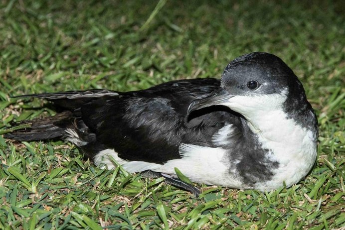 Soft-plumaged pe Trel pterodromn mollis