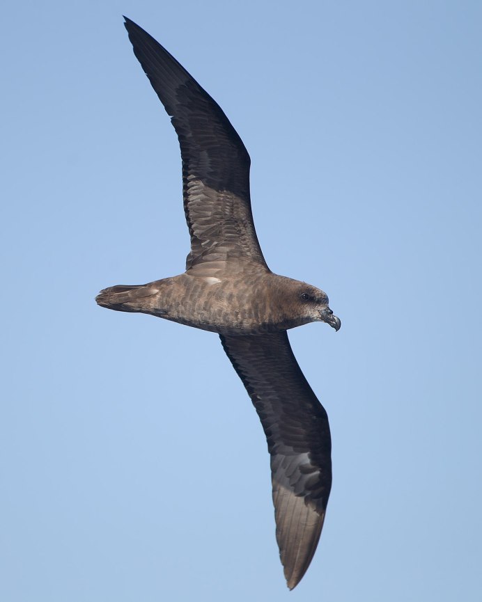 Pterodroma axillaris