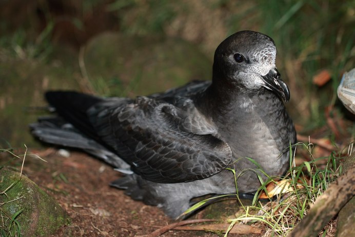 Pterodroma rupinarum