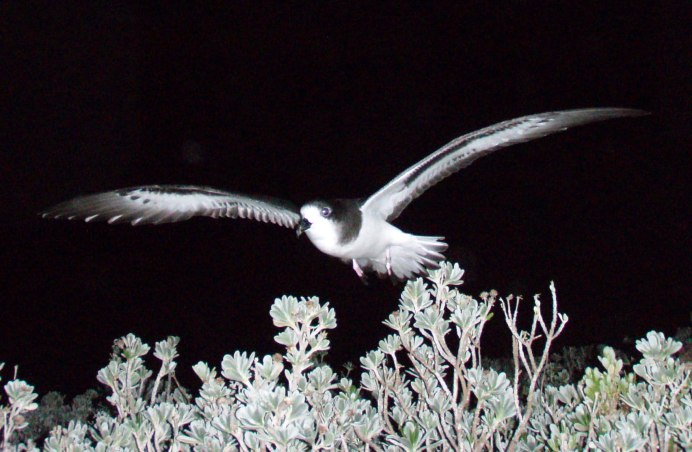 Pterodroma hypoleuca