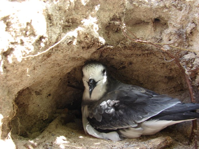 Ямайский тайфунник (Pterodroma Caribbean)