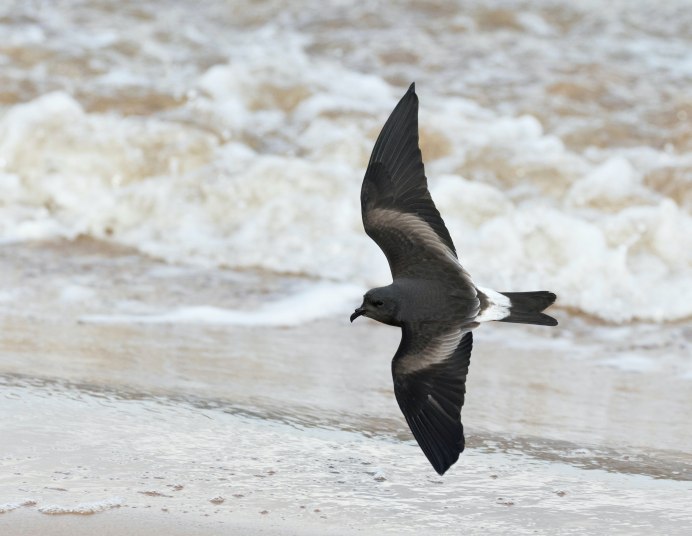Antarctic Petrel