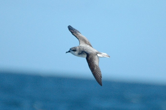 Pterodroma hypoleuca