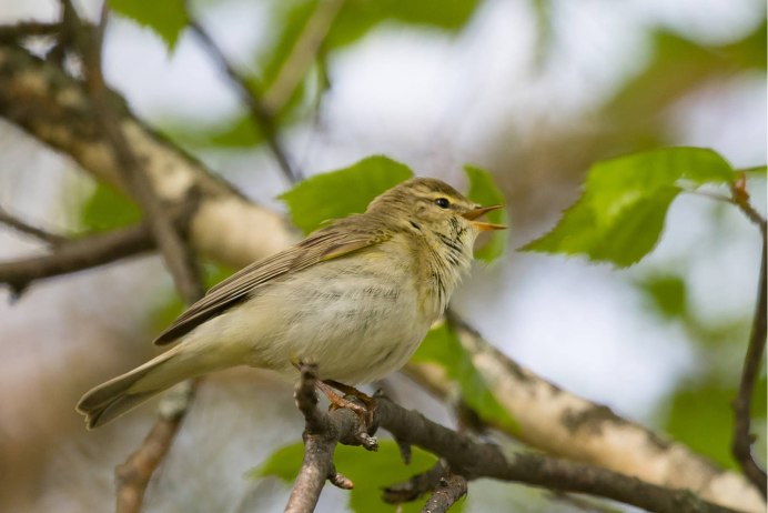 Желтобрюхая пеночка (Phylloscopus nitidus)