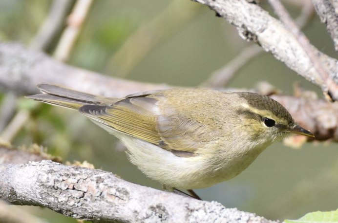 Пеночка-весничка (Phylloscopus trochilus)