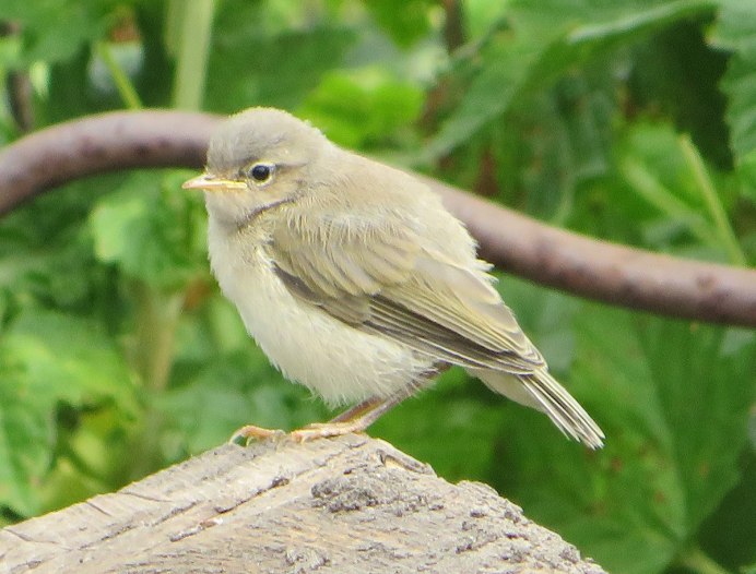 Phylloscopus sibilatrix