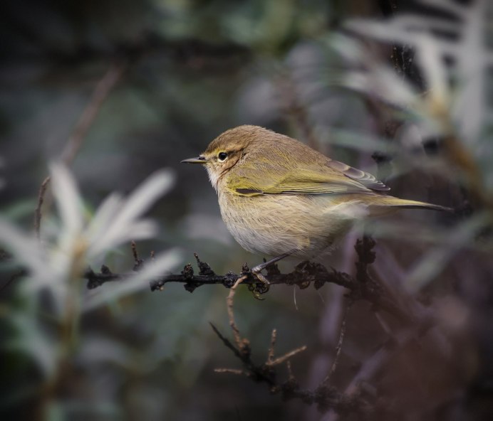 Среднеазиатская теньковка (Phylloscopus sindianus)