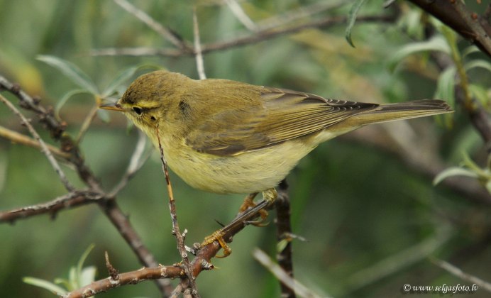 Желтобрюхая пеночка (Phylloscopus nitidus)