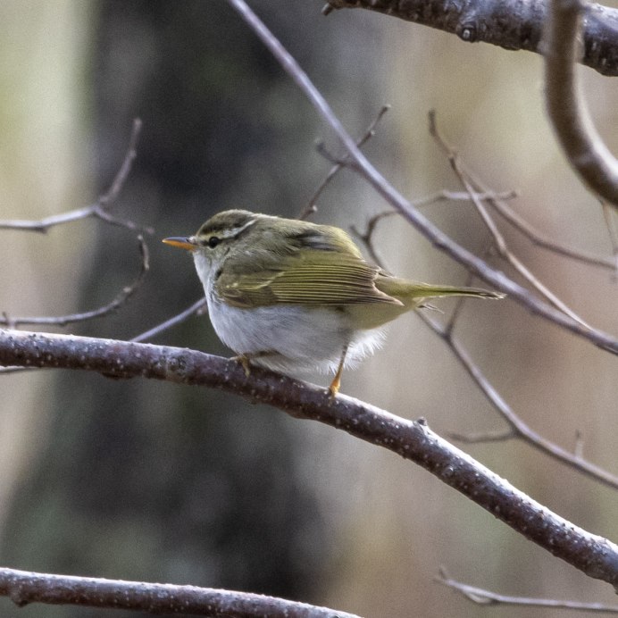 Пеночка-трещотка (Phylloscopus sibilatrix)