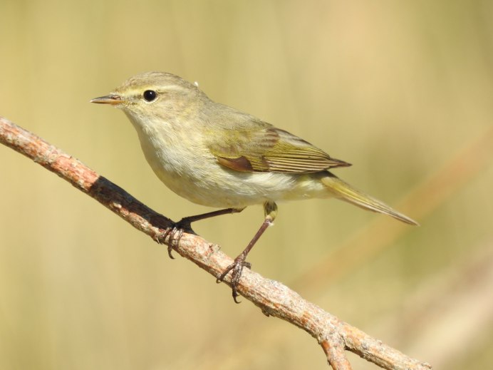 Зеленая пеночка Phylloscopus trochiloides