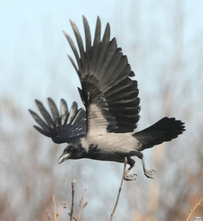 Западная Галка Corvus monedula