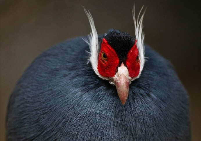 Зелёный фазан / Phasianus versicolor