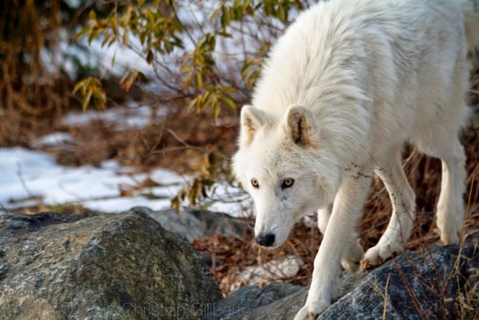 Canis Lupus irremotus