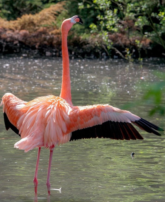 Phoenicopterus roseus
