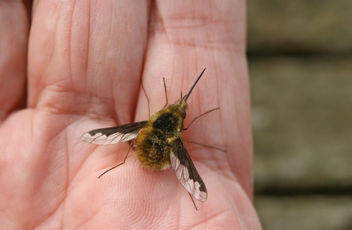 Mr Bumblebee
