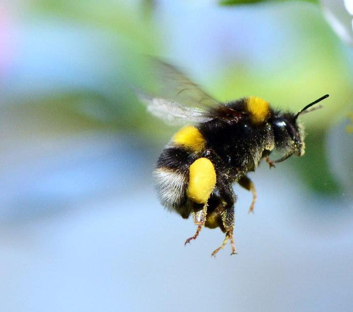 Bombus hortorum