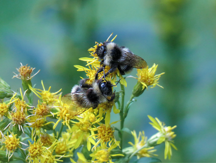 Bombus subterraneus
