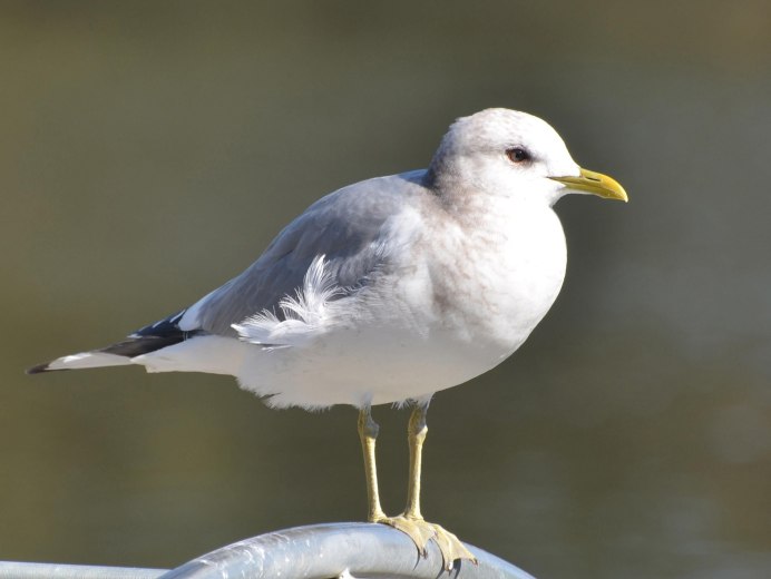 Недовольная Чайка